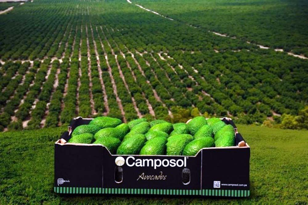 Camposol